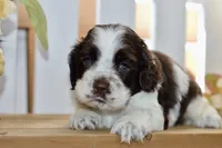 Ryker, a male Cocker Spaniel for sale in Anderson, MO – 3 of 8