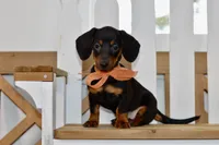 Sybel, a female Miniature Dachshund for sale in Anderson, MO – 5 of 8