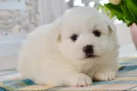 Lou, a male American Eskimo for sale in Anderson, MO – 2 of 8