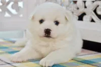 Lou, a male American Eskimo for sale in Anderson, MO – 7 of 8