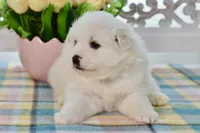 Lou, a male American Eskimo for sale in Anderson, MO – 4 of 8