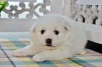 Lou, a male American Eskimo for sale in Anderson, MO – 6 of 8