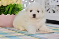 Lou, a male American Eskimo for sale in Anderson, MO – 5 of 8