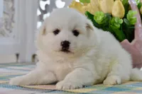 Lou, a male American Eskimo for sale in Anderson, MO – 3 of 8