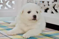 Lou, a male American Eskimo for sale in Anderson, MO – 8 of 8