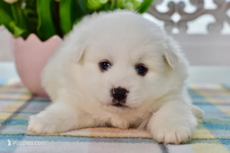 Lou – American Eskimo puppy for sale in Anderson, MO