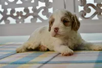 Charles, a male Cockapoo for sale in Anderson, MO – 4 of 8