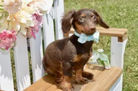 Nash, a female Miniature Dachshund for sale in Anderson, MO – 2 of 8