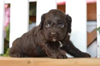 Claire, a female Cockapoo for sale in Anderson, MO – 6 of 8