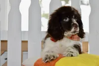 Robyn, a female Cocker Spaniel for sale in Anderson, MO – 7 of 8