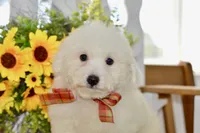 Glenn, a male Bichon Frise for sale in Anderson, MO – 5 of 8