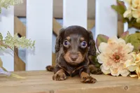 Carter, a male Miniature Dachshund for sale in Anderson, MO – 4 of 8