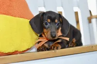 Sofie, a female Miniature Dachshund for sale in Anderson, MO – 6 of 8
