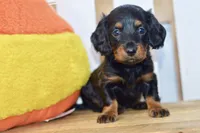 Grace, a female Dachshund for sale in Anderson, MO – 8 of 8