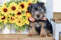 Felix, a male Silky Terrier for sale in Anderson, MO – 2 of 8