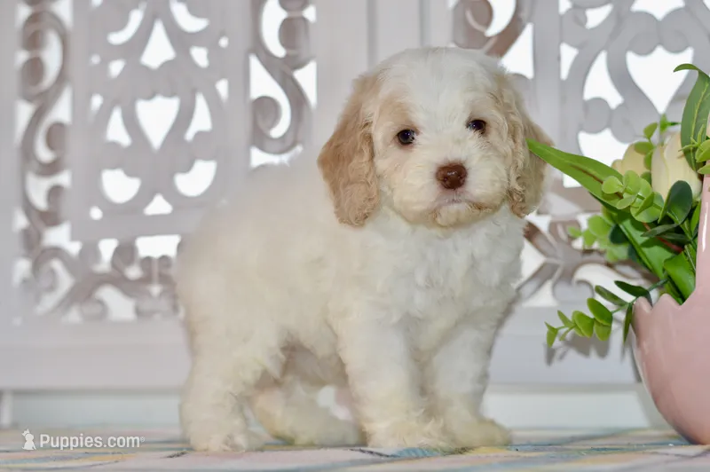 Cora – Cockapoo puppy for sale in Anderson, MO