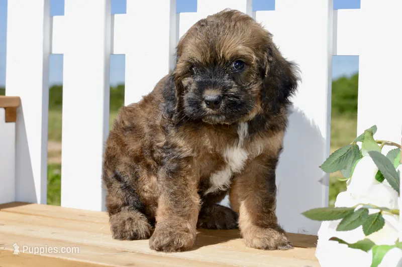 True – Cockapoo puppy for sale in Anderson, MO