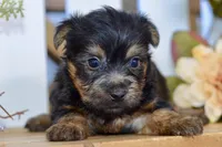 Easton, a male Silky Terrier for sale in Anderson, MO – 2 of 8