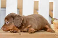 Sierra, a female Miniature Dachshund for sale in Anderson, MO – 8 of 8