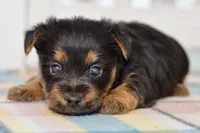 Fern, a female Silky Terrier for sale in Anderson, MO – 3 of 8