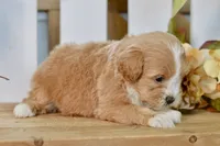Penny, a female Shihpoo for sale in Anderson, MO – 6 of 8