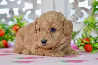 Jared, a male Miniature Goldendoodle for sale in Anderson, MO – 5 of 7