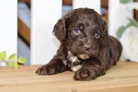 Claudia, a female Cockapoo for sale in Anderson, MO – 3 of 8