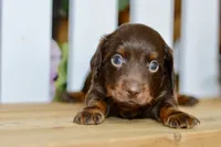 Drew, a male Miniature Dachshund for sale in Anderson, MO – 3 of 8