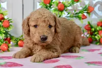 Jayce, a male Miniature Goldendoodle for sale in Anderson, MO – 4 of 8
