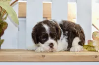 Russell, a male Cocker Spaniel for sale in Anderson, MO – 7 of 8