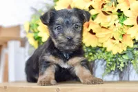 Felix, a male Silky Terrier for sale in Anderson, MO – 4 of 8
