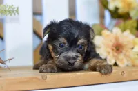 Easton, a male Silky Terrier for sale in Anderson, MO – 4 of 8