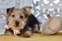 Fern, a female Silky Terrier for sale in Anderson, MO – 3 of 7