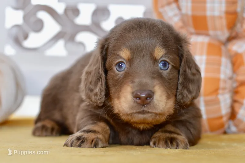 Thatcher – Dachshund puppy for sale in Anderson, MO