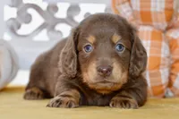 Thatcher, a male Dachshund for sale in Anderson, MO – 1 of 8