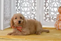 Jayce, a male Miniature Goldendoodle for sale in Anderson, MO – 4 of 8