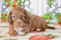 Molly, a female Dachshund for sale in Anderson, MO – 8 of 8
