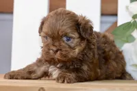 Betty, a female Shih Tzu for sale in Anderson, MO – 7 of 8