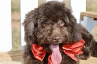 Ranger, a male Poodle - Toy  for sale in Anderson, MO – Photo 8 of 8
