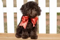 Ranger, a male Poodle - Toy  for sale in Anderson, MO – Photo 3 of 8