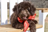 Ranger, a male Poodle - Toy  for sale in Anderson, MO – Photo 7 of 8