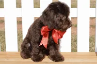 Ranger, a male Poodle - Toy  for sale in Anderson, MO – Photo 2 of 8