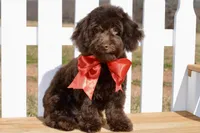 Ranger, a male Poodle - Toy  for sale in Anderson, MO – Photo 5 of 8