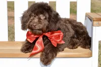 Ranger, a male Poodle - Toy  for sale in Anderson, MO – Photo 4 of 8