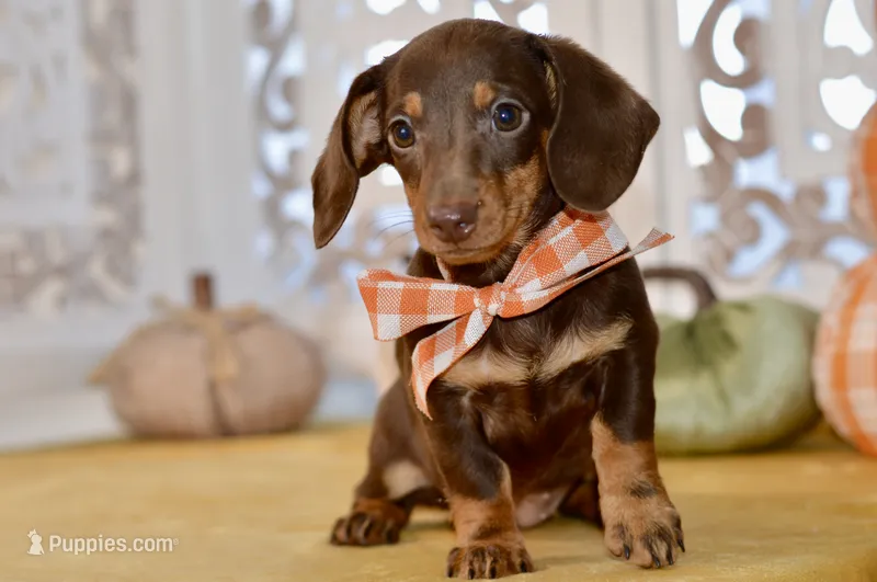 Luna – Miniature Dachshund puppy for sale in Anderson, MO