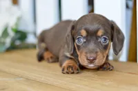 Haylee, a female Dachshund for sale in Anderson, MO – 7 of 8