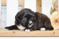 Pearl, a female Shihpoo for sale in Anderson, MO – 3 of 8
