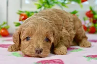 Josey, a female Miniature Goldendoodle for sale in Anderson, MO – 2 of 8