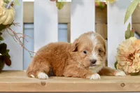Polly, a female Shihpoo for sale in Anderson, MO – 8 of 8