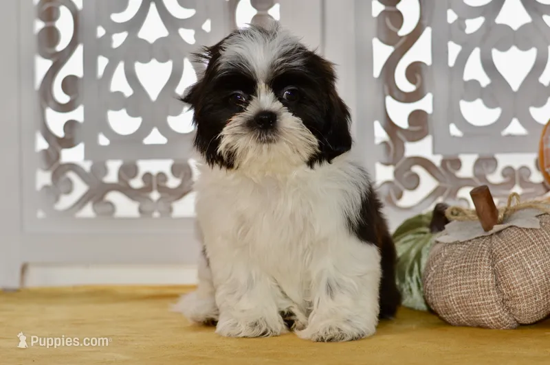 Kiara – Shih Tzu puppy for sale in Anderson, MO